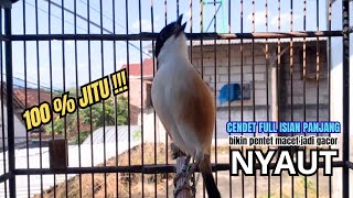 Download lagu cendet gacor MATERI PANJANG MEWAH buat PANCINGAN CENDET AGAR BUNYI bikin BURUNG PENTET GACOR RESPON mp3