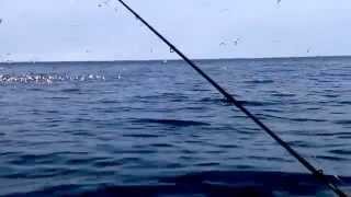 Fishing at flamborough head