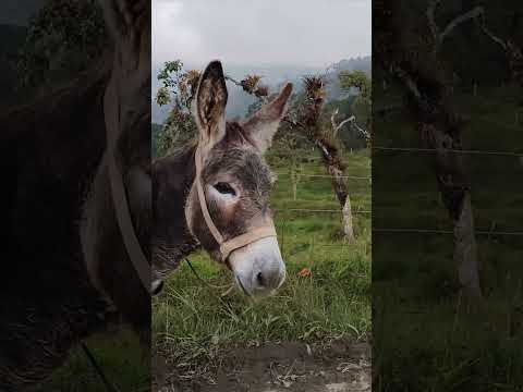 Camino a Sisvaca, Aquitania #boyacá #colombia #donkey #burrito #montañas