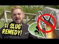 Simple $1 Dollar Slug Control - How to get rid of slugs!