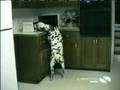 Funniest Home Videos