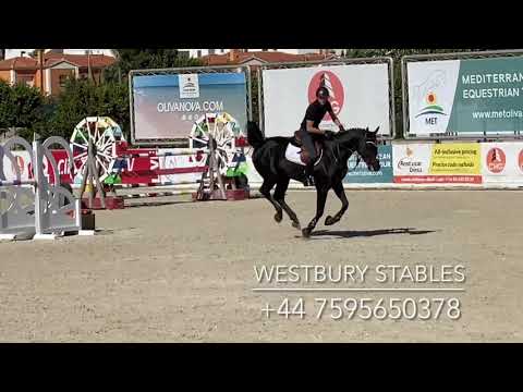Djoko Z- 2016 Stallion (Dominator X Darco)