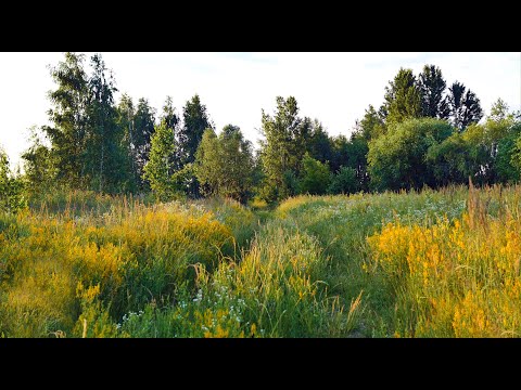 Sounds of a summer meadow, the cricket sings, the wind rustles, and the grass rustles. White noise.