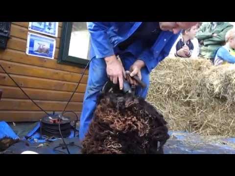 Buurtboerderij schapen scheer festijn 2014! I