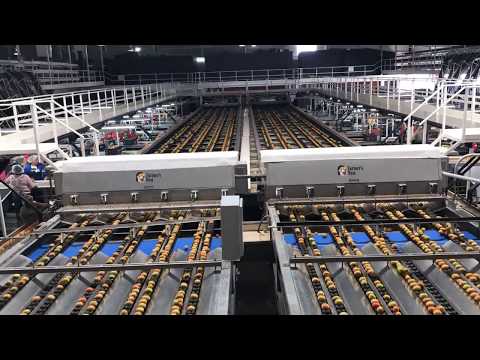 Time-lapse of Roma tomatoes in a sorting machine