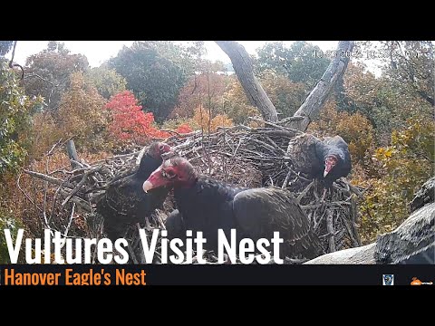 Hanover Eagle's Nest - Vultures Visit the Nest 10/23/25
