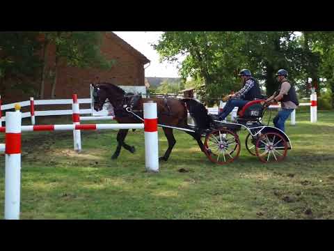 Fahrturnier Ostenfelde 21.8.2022