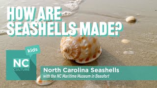 How Are Seashells Made? North Carolina Seashells in Beaufort
