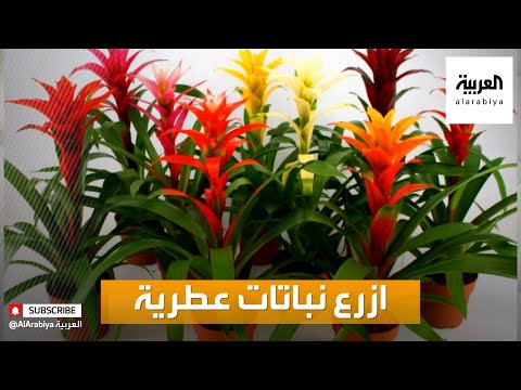 , title : 'صباح العربية | أنواع النباتات العطرية داخل منازلنا'