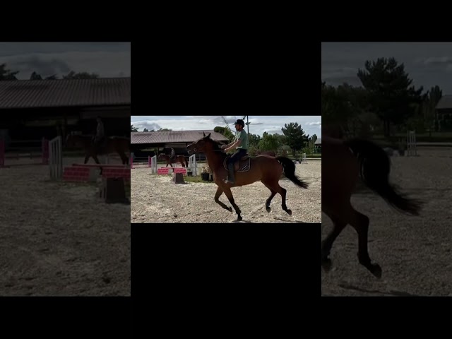 Hongre 6 ans très performant 