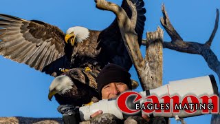 Eagles mating with the Canon R3 and 600 F4 - photo and video!