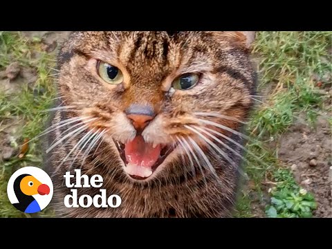 Stray Cat Shows Up At House And Chooses His New Mom | The Dodo Cat Crazy