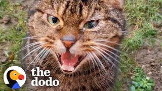 Stray Cat Shows Up At House And Chooses His New Mom | The Dodo Cat Crazy