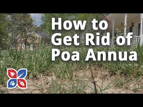  Do My Own Lawn Care - How to Get Rid of Poa Annua  Video 