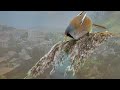 Michael Hoppé and Tim Wheater. Stray Bird