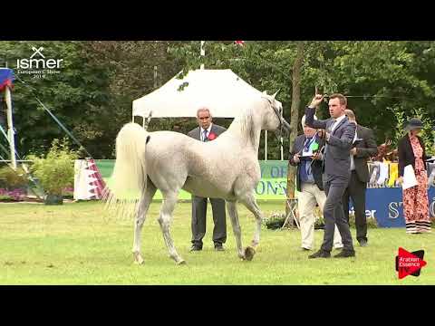 N.162 LISSAR - Strohen 2019 C European - 10+ year old Stallions (Class 14)