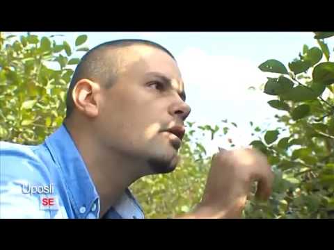 Uposli se 10  emisija   Aronija – voće dobro za zdravlje i biznis!