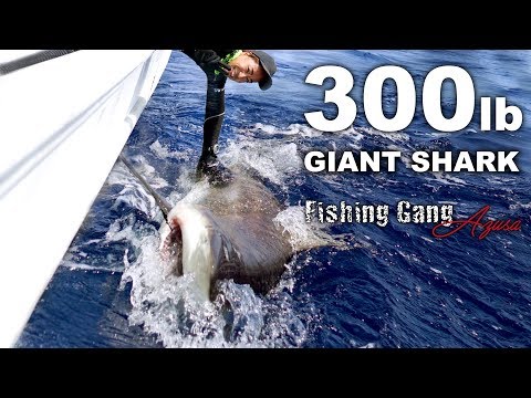300ポンドの人食い巨大サメを仕留めた【沖縄】