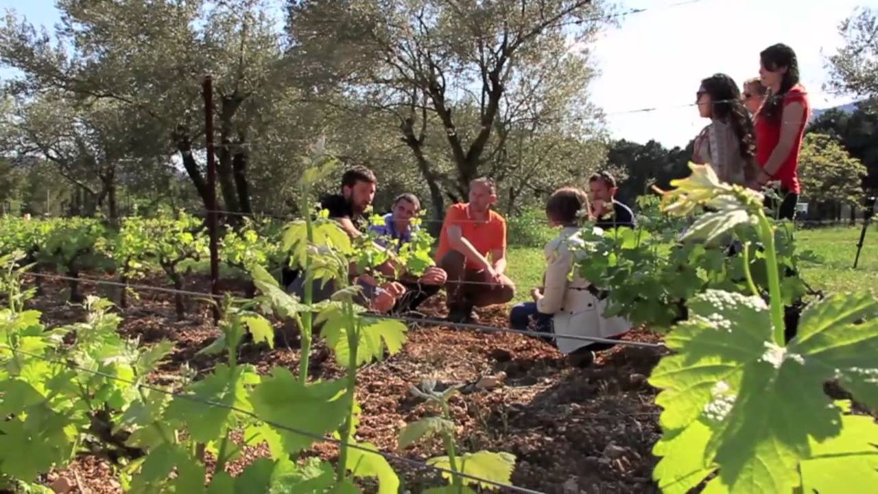 A wine tour in the south of France with Montpellier Wine tours, Montpellier Wine tours