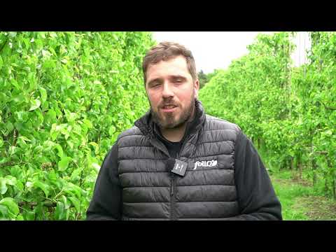 Okiem Doradcy Agrii | Aktualna sytuacja w sadach gruszowych 🍐