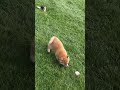 Shiba Inu dogs for sale: Fiona - Video 1