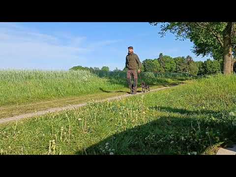 Olaf, 10 Wochen (Deutsch Drahthaar), und die Leinenführigkeit.
