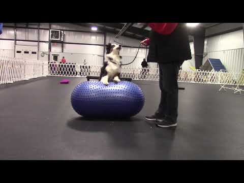 Charm CANINE CONDITIONING jan 20