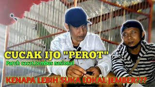 Download lagu ALASAN SUKA CUCAK IJO JEMBER DARIPADA BANYUWANGI ATAU KALIMANTAN | CUCAK IJO 'PEROT' mp3