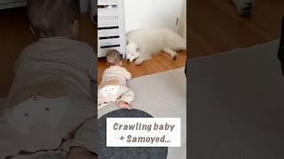 Crawling baby + Samoyed life. 🐻‍❄️👶🤍#Samoyed #サモエド #fyp #dogandbaby #shorts