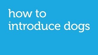 How to Introduce Your New Dog to Your Old Dog (Petco)