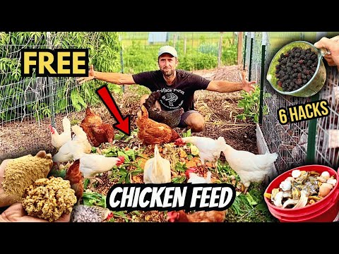 How to Feed Chickens for FREE (6 Proven Ways to Cut Feed Costs!)
