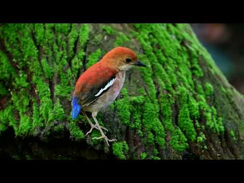 Pita hnedochrbtá (Hydrornis baudii) — hlas a správanie v prírode