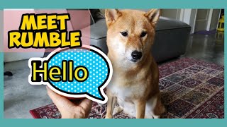 Shiba inu ask help to open his new toy | New toy, Happy Dog | Hero the Shiba inu