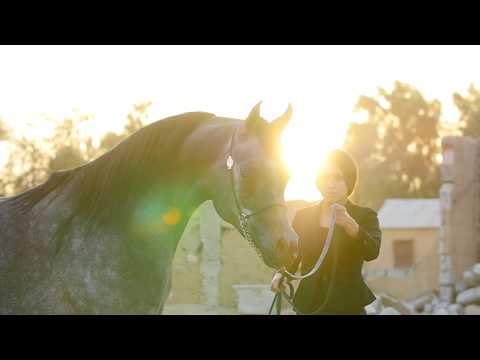 D ARGHAD  -  Asayel Stud