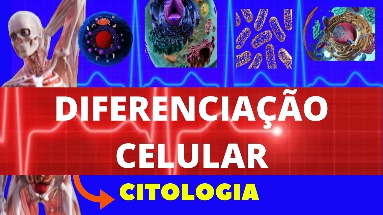DIFERENCIAÇÃO CELULAR - ESPECIALIZAÇÃO CELULAR E APOPTOSE -  CITOLOGIA