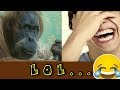 Orangutan ️ WkWkWk