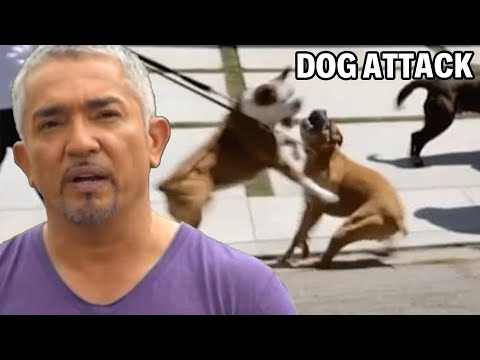 ¿Puedo curar a estos dos perros bóxer? | César 911 Temporada 1, Ep. 2 - Parte 1