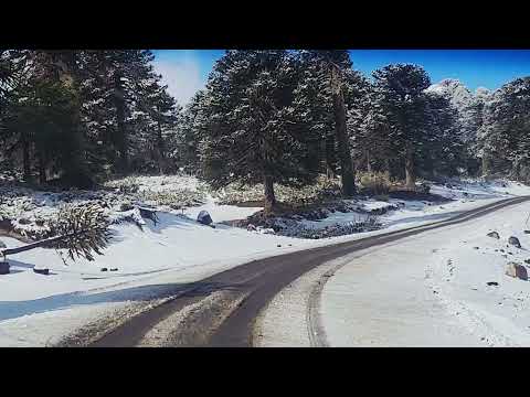 Snowy araucaria forests on the way to Villa Pehuenia #neuquen #patagonia #wintervibes