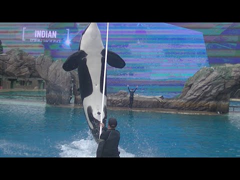 Shouka kicker training session - August 14, 2021 - SeaWorld San Diego
