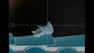 Pigeon Head Shot --- 70 Yards --- Night Vision -- Warning Hunting Video