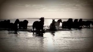 Horses and A Blessing by Max Richter