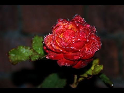 ♥ღ¸.•°*♥ YIRUMA all myself to you♥ღ¸.•°*♥