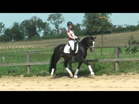 Cavalier *2010 www.pferdesportservice.de- Dressur