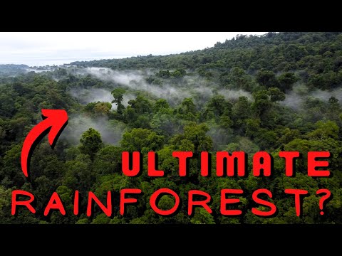 The Osa Peninsula - Costa Rica's Wildest Forest | Plants of Costa Rica