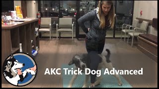 AKC Trick Dog Advanced Test-  Klaus the Standard Poodle