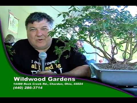 Bonsai - US National Arboretum