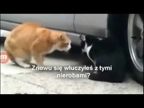 Gdzie byłeś Stefan