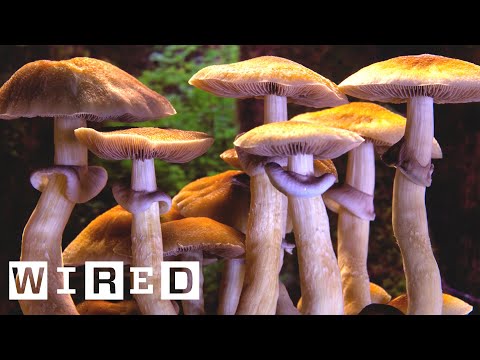 超美麗キノコのタイムラプス映像ができるまで | WIRED.jp (超美麗キノコのタイムラプス映像ができるまで | WIRED.jp)