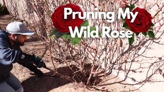 How I Prune My Wild Rose Bushes