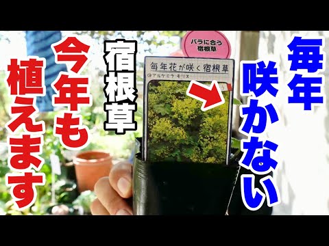 アルケミラ モリス、聖母のマント、アルケミラ モリス